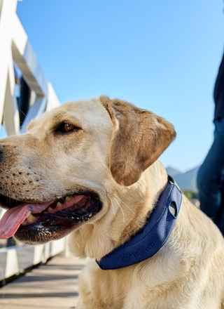 Halo Collar